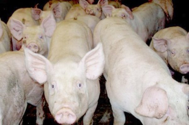 România şi Bulgaria se luptă să obţină permisiunea să exporte porci vii în UE